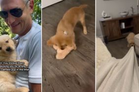 Video: Puppy Tricks Owners Into Picking Him By Staying Calm & Shows True Colors Later