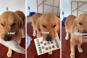 Golden Retriever video