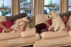 Adorable dog video