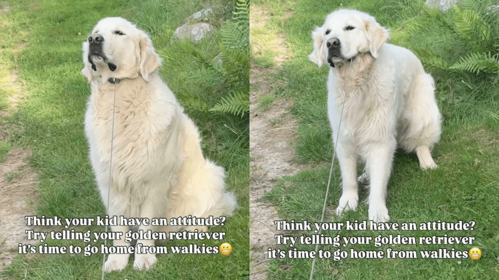 Funny dog video