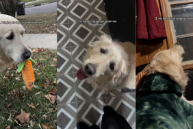 Video: Senior Rescue Dog Greets Owner With the Cutest Tippy Taps