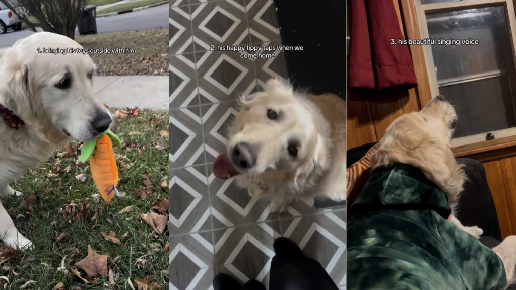 Video: Senior Rescue Dog Greets Owner With the Cutest Tippy Taps