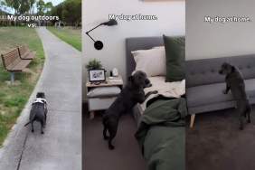 Video: Staffy Is Athletic Outdoors but Needs Assistance To Climb Over a Couch