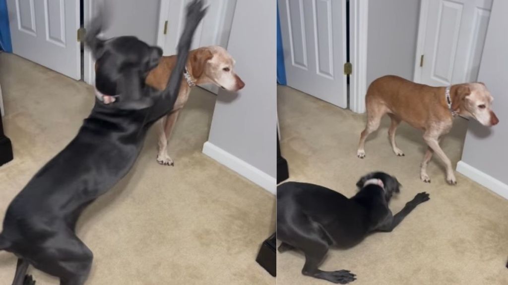 Video Shows Vizsla's Reaction to 'Pawsy' Furry Sister With No Off Switch