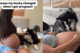 Video: Dog Mom Shares Ways Husky Changed When She Got Pregnant