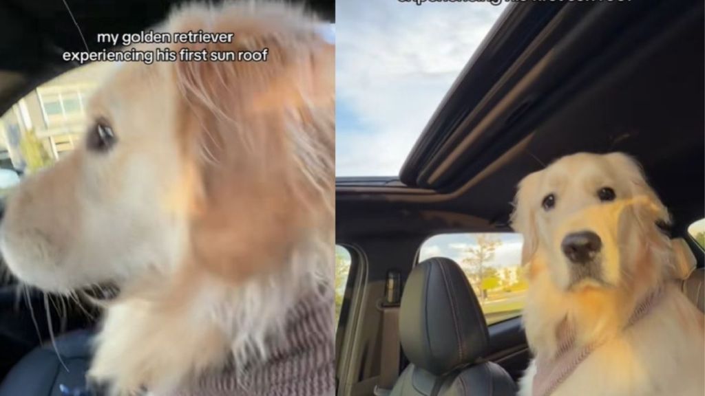Video: Golden Retriever Reacts to a Sunroof Opening for the First Time