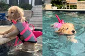 Golden Retriever puppy swimming video