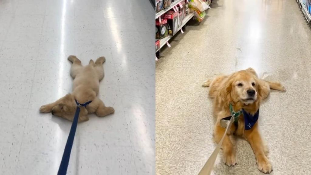 Golden Retriever puppy lazy video