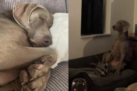 dog human video