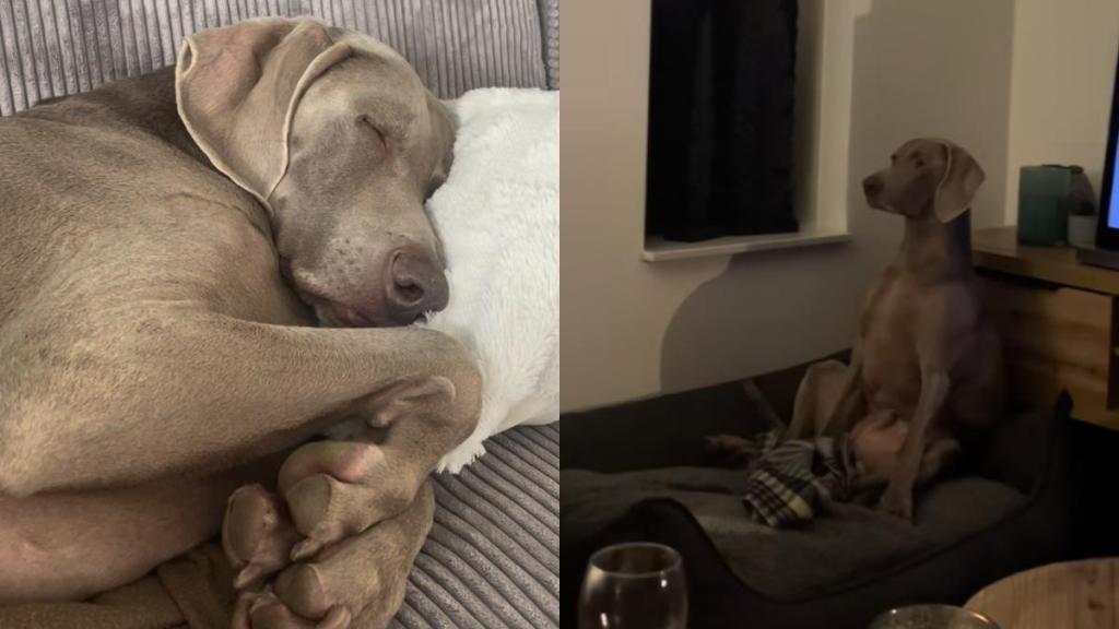 dog human video