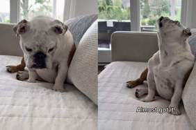 Video: English Bulldog’s ‘Epic Battle’ With Mosquito Has Internet Applauding