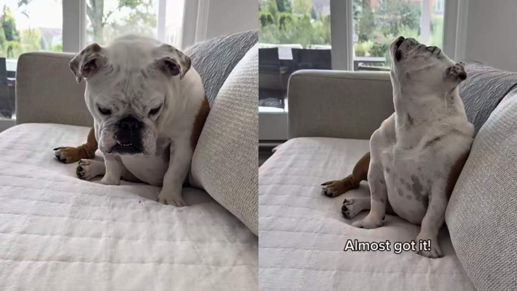 Video: English Bulldog’s ‘Epic Battle’ With Mosquito Has Internet Applauding