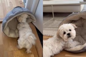 Video: Dog Wants To Catch up on Remaining Sleep So He Moves His Bed Around
