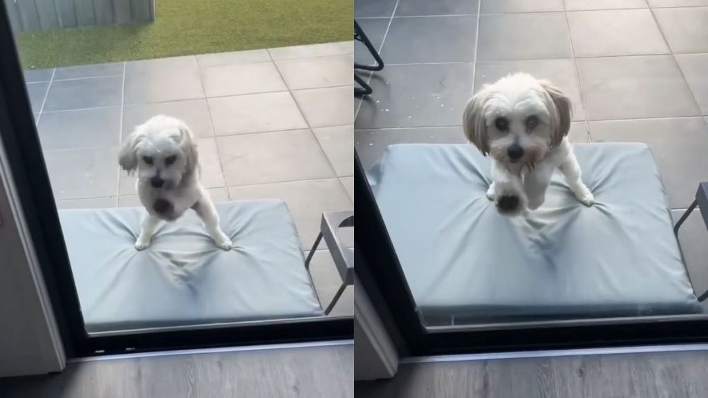 dog door video