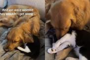 Golden Retriever cat video