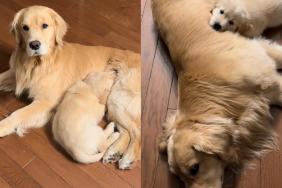 Video: Golden Retriever Lets Little Furry Sister Sleep Wherever She Wants While Cuddling With Him