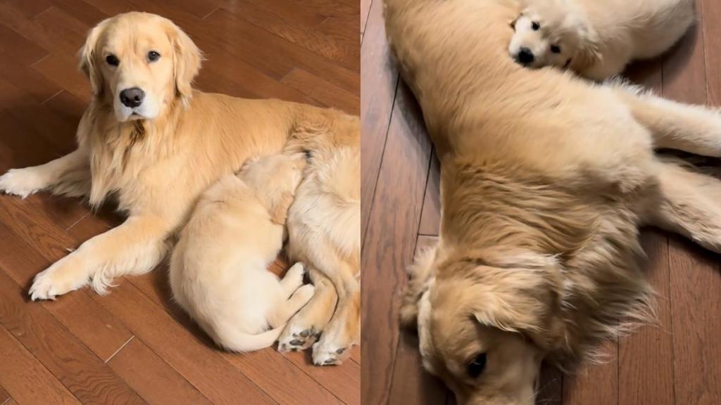 Video: Golden Retriever Lets Little Furry Sister Sleep Wherever She Wants While Cuddling With Him