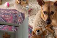 Rescue puppy surprise owner video