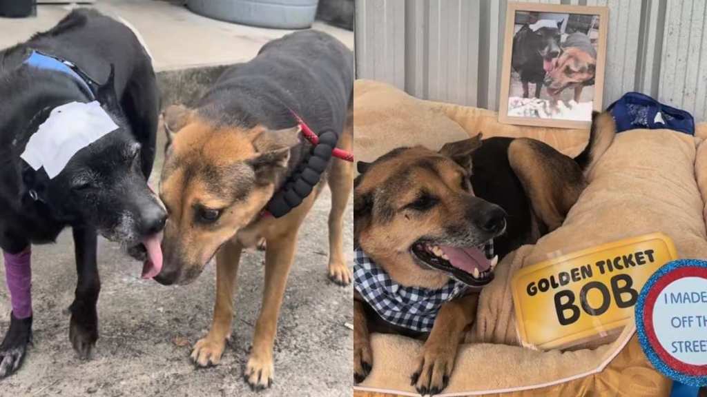 rescue dog video