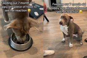 puppy kibble video