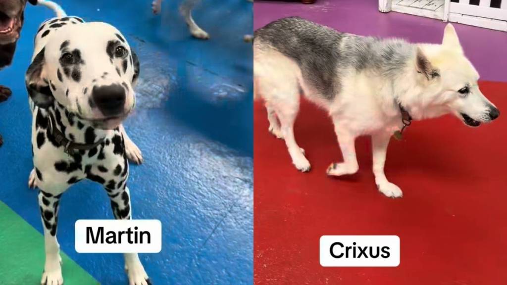 Daycare dogs names video