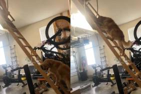 Golden Retriever climb ladder video