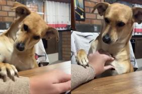 dog scratches viral video