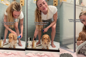 Dog getting a bath.