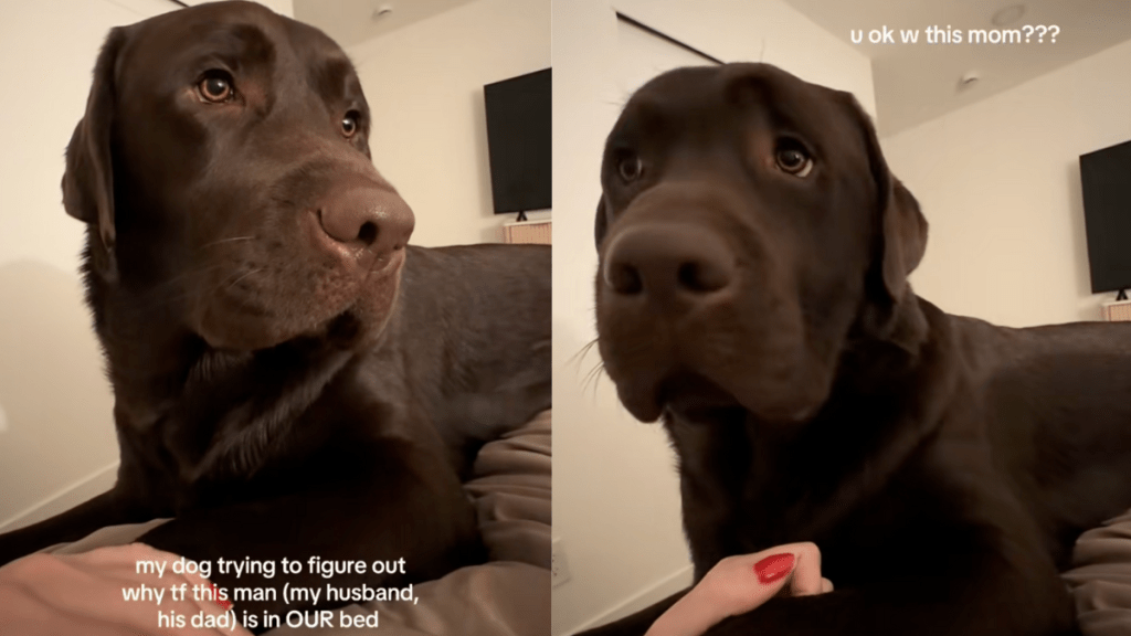Labrador can't understand why his dad is in the same bed as him and mom.