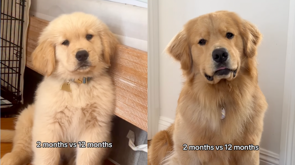 Golden Retriever's head tilts have not changed in a year.