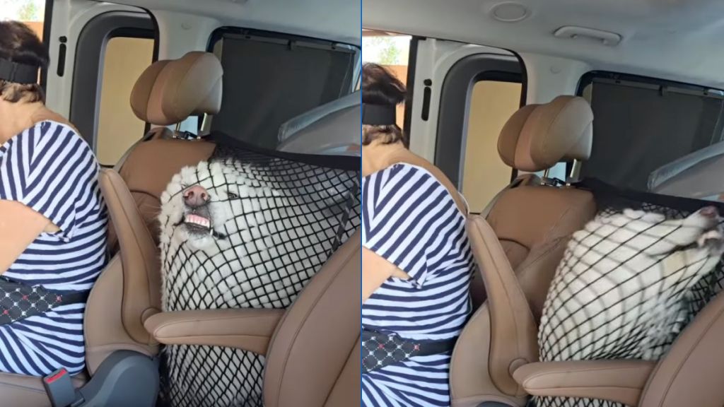 Instagram video shows dog tries everything to escape car's backseat