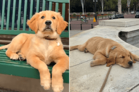golden retriever puppy london video