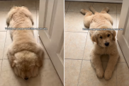 golden retriever puppy sploot video