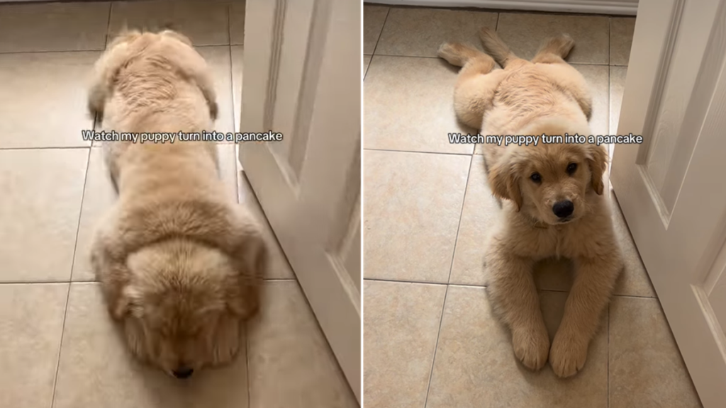 golden retriever puppy sploot video
