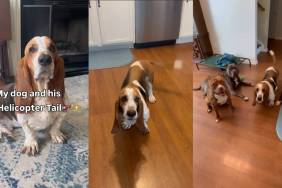 Video: Basset Hound’s ‘Helicopter Tail’ Looks Like ‘He Could Take Flight Any Minute'