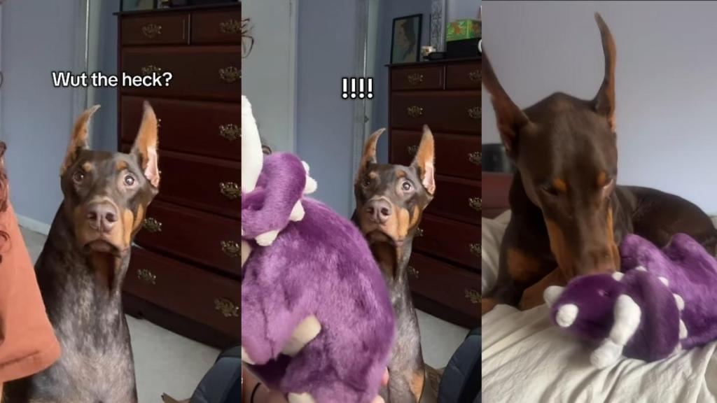 Video: After Doberman’s Frog Toy Doesn’t Survive Surgery Owner Gets Him a Replacement
