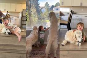 Video: Owner Reveals What Raising a Boy With Two Golden Retrievers Looks Like