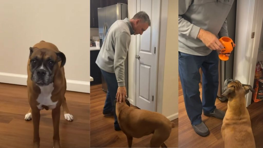 Video: Boxer Easily Convinces Grandpa To Give Her a Treat