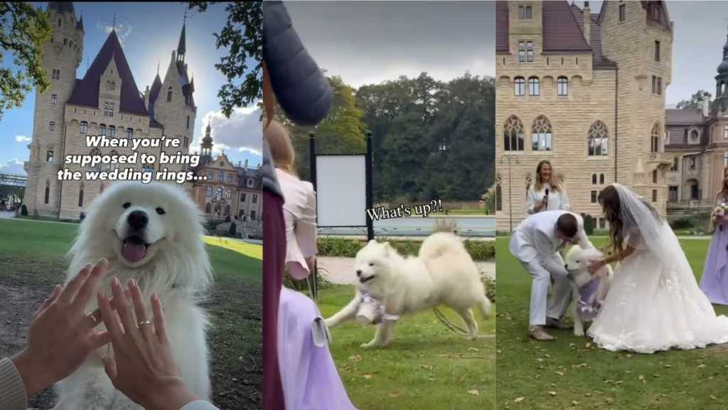 Video: ‘Ringbearer’ Samoyed Wreaks Havoc at Owners’ Wedding