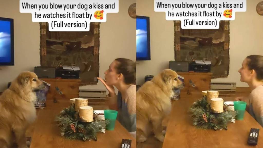Video: Human Blows Dog a Kiss & He Watches It Float By