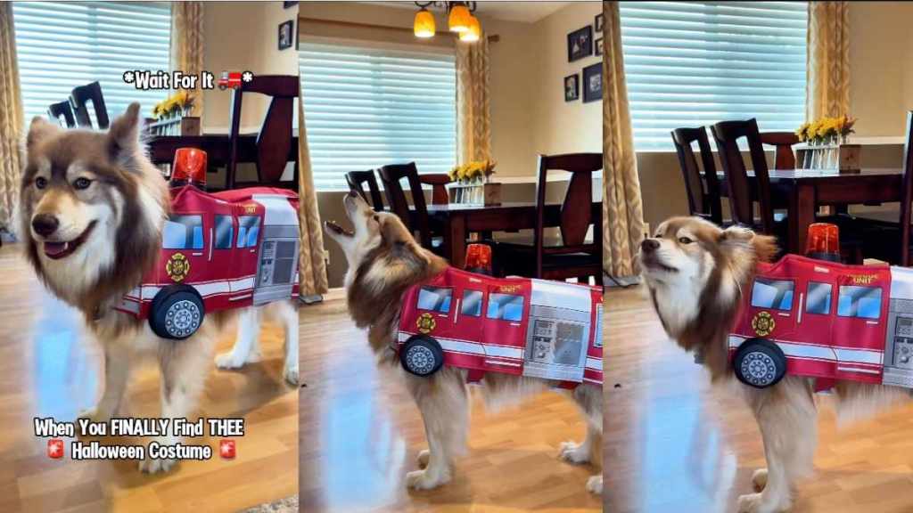 Video: Owner Found the Perfect Halloween Costume for Husky