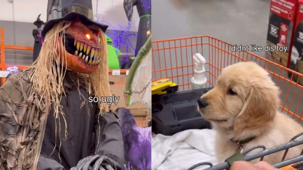 Video: Golden Retriever Puppy's First Spooky Season & He's Already Not a Fan