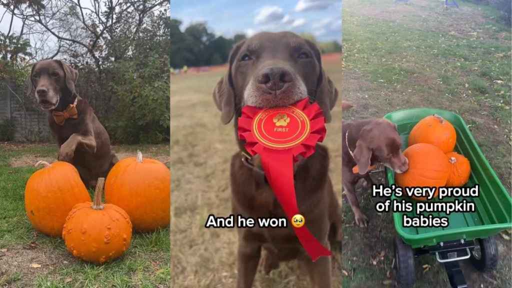Video: Dog Enters His Pumpkins in Village Competition & Wins