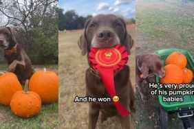 Video: Dog Enters His Pumpkins in Village Competition & Wins