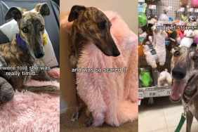 Video: Retired Racing Greyhound Transforms After Owner Adopts & Showers Her With 'Unconditional Love'