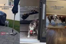 Video: Senior Bulldog Only Gets up From Bed When His Crush Comes In