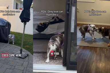 Video: Senior Bulldog Only Gets up From Bed When His Crush Comes In