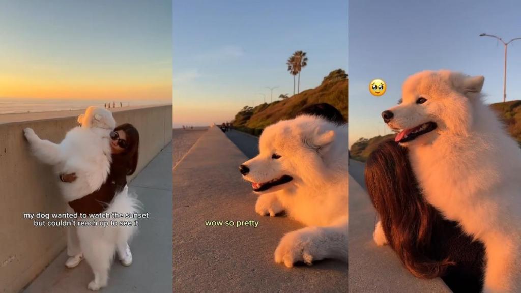 Video: Owner Helps Samoyed Witness Beautiful Sunset