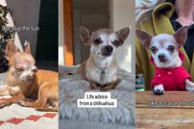 Video: Chihuahua Shares Life Advice & It’s Better Than What Any Life Coach Has Said