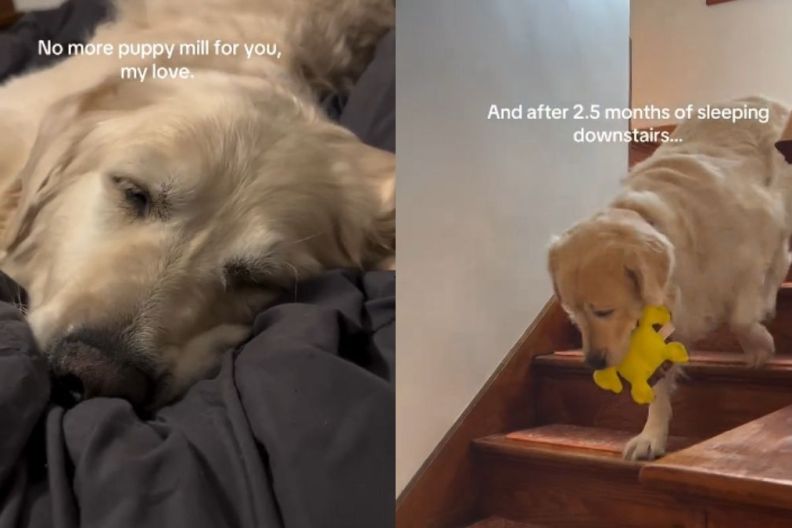 Senior Dog Overcomes Fear of Staircase After Finding Comfort in New Home